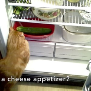 Bev's cat Teddy searches for its dinner