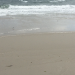 shorebird on Atlantic Beach sand at water's edge